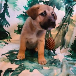 Pine - Tawny female Chinook puppy in Gilbert, Washington from Desert Sol Chinooks