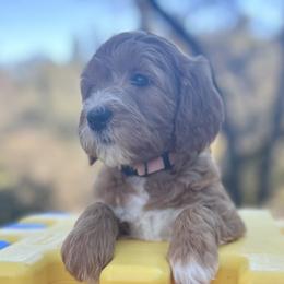 Lace - Red  female Goldendoodle puppy in Placerville, California from New Dawn Poodles and Doodles