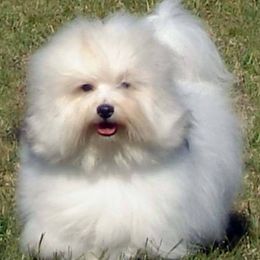 Cotons de Tulear from A Touch of Class Cotons