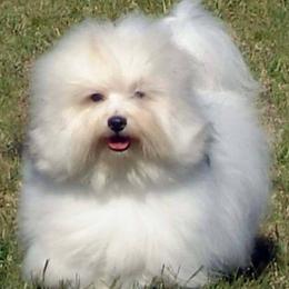Cotons de Tulear from A Touch of Class Cotons