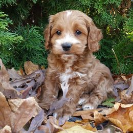 Felix - Red and white male Cockapoo puppy in Shipshewana, Indiana from Home Raised Cockapoos