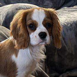 Cavalier King Charles Spaniels from FairHawk Downs