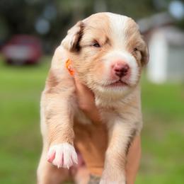 Prissy AKC - Red merle female Australian Shepherd puppy in Polk City, Florida from Skaky Shepherds
