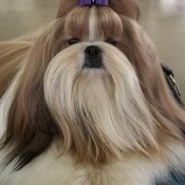 Shih Tzus from Special K Shih Tzus