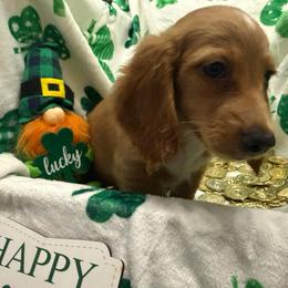 Roo- Darker ee Red Boy - Red male Dachshund puppy in Cutler Bay, Florida from Dadecounty’s Dachshunds