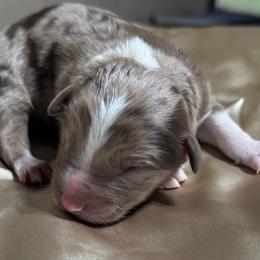 Rory - Red merle male Australian Shepherd puppy in Butler, Georgia from Aussies at Howling Hill Farm