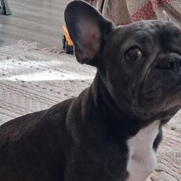 French Bulldogs from 816frenchies
