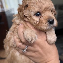 Mal-Shi, Maltese, and Maltipoo Puppies from Joy-fur puppies