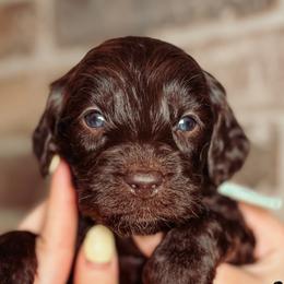 Mike - Chocolate male Australian Labradoodle puppy in Decatur, Alabama from Southern Meadows Doodles