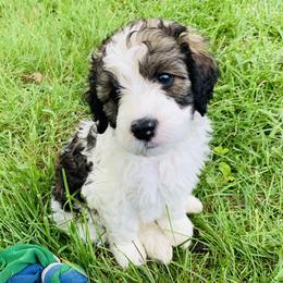 Bernedoodle Puppies from Moose Tracks Bernedoodles