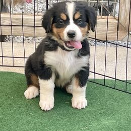 AKC Purple collar - Black rust and white female Bernese Mountain Dog puppy in Comer, Georgia from Water Oak Farm