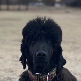 Assorted Doodle Crosses and Poodle All Grown Up from Gemstone Poodles and Doodles