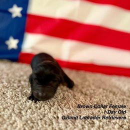 Labrador Retriever Puppies from OzLand Labrador Retrievers