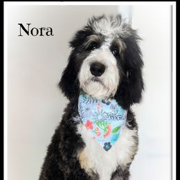 Nora - Bernedoodle