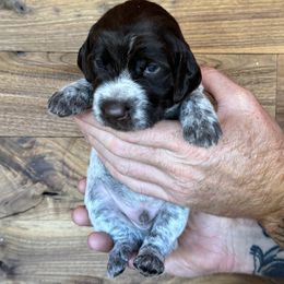 Rocket Man - Brown and gray male Wirehaired Pointing Griffon puppy in Norwood, Colorado from DOGS COUNTRY GRIFFS