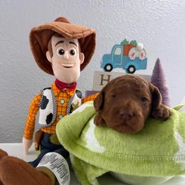 Woody - Red  male Goldendoodle puppy in Moreno Valley, California from Rainbow SoCal Doodles
