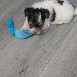 Snickers - Parti male Yorkshire Terrier puppy in Odenville, Alabama from Yorkie Prints