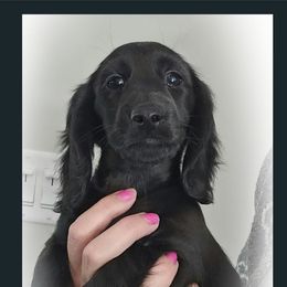 Dachshund Puppies from Valley Springs Daschunds