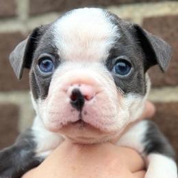 Eveee - Blue female Boston Terrier puppy in West Jefferson, Ohio from Kline Kennels