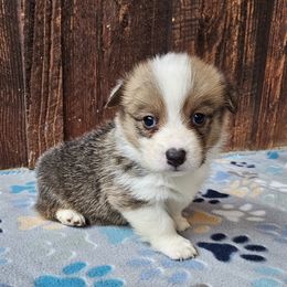Wayne - Red male Pembroke Welsh Corgi puppy in Castle Rock, Washington from Heckman Corgis