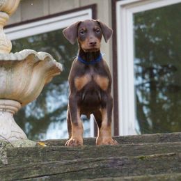 Doberman Pinscher Puppies from Laurel Vail