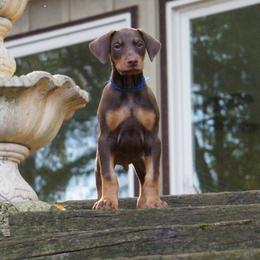 Doberman Pinscher Puppies from Laurel Vail