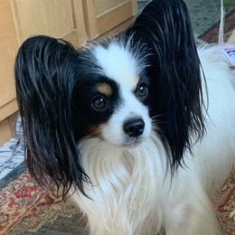 Benji - Papillon