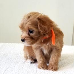 Itty Bitty - Apricot female Cavapoo puppy in Waco, Texas from Good Shepherd Homestead
