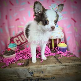 Rose, 5500 - Chocolate and white female Chihuahua puppy in Piqua, Kansas from Cute As A Cupcake Chihuahuas