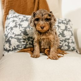 Tuffy - Chocolate merle male Bernedoodle puppy in Sharpsburg, Georgia from Steindoodles