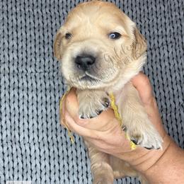 Rocket (yellow) - Golden male Golden Retriever puppy in Argyle, Texas from Skarlotte Goldens, LLC