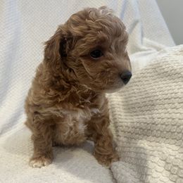 Mercury - Cavapoo puppy from New England Cavapoos