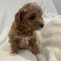 Mercury - Cavapoo puppy from New England Cavapoos