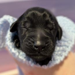 Dream - Black female Flat-Coated Retriever puppy in Newport, Virginia from Maywood Retrievers