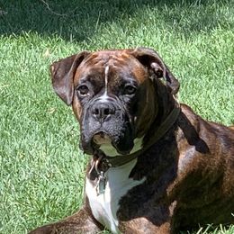 Chester - Boxer