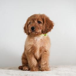 Clark Gable - Red male Cavapoo puppy in Caldwell, Idaho from Boise Doodle Co.