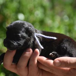 Purple collar female - Black female German Shepherd puppy in Marianna, Florida from Haus M Godwin