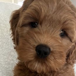 Australian Labradoodles from Southside Labradoodles