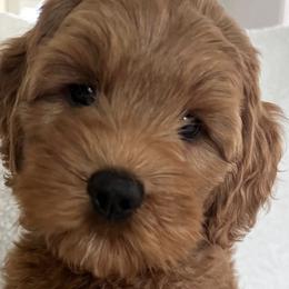 Australian Labradoodles from Southside Labradoodles