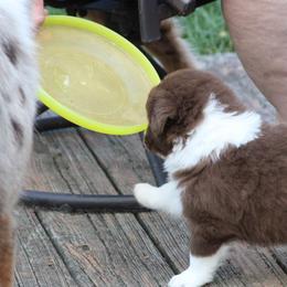 Australian Shepherd Puppies from Starlit Grove Australian Shepherds