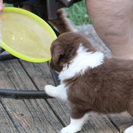 Australian Shepherd Puppies from Starlit Grove Australian Shepherds
