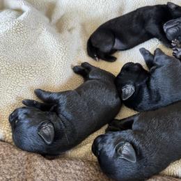 Male 4 - Black male Labrador Retriever puppy in Deltaville, Virginia from Holyoke Kennel