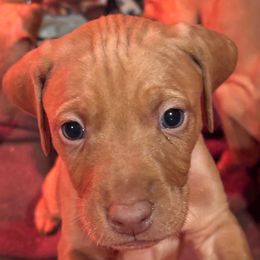 Greyson - Golden rust male Vizsla puppy in Plymouth, Minnesota from Carlson Vizslas