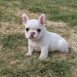 Apple Juice - Cream male French Bulldog puppy in Warsaw, New York from Hillview Kennels