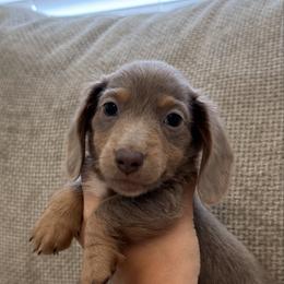 Pitt - Fawn (isabella) and tan male Dachshund puppy in Lawrenceville, Georgia from Chivi Paws
