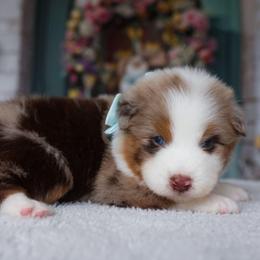 Delta - Red merle male Australian Shepherd puppy in Georgetown, Texas from River Reign Australian Shepherds