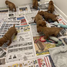 Vizsla Puppies from Foxfire Vizslas
