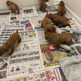 Vizsla Puppies from Foxfire Vizslas
