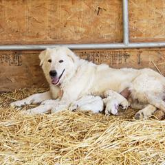 Maremma Sheepdog Puppies from Unfinished Acres