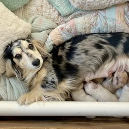 Lulu - Dachshund